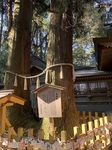 高千穂神社の杉.jpg